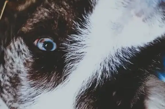Animaux trouvés , photo: Border collie trouvé, collier bleu, Occitanie