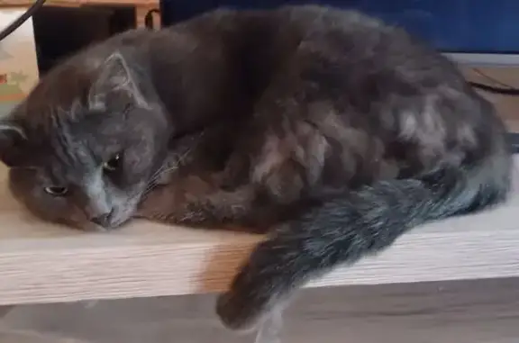 Animaux perdus Coulommiers, photo: Chat gris bleu perdu à Coulommiers