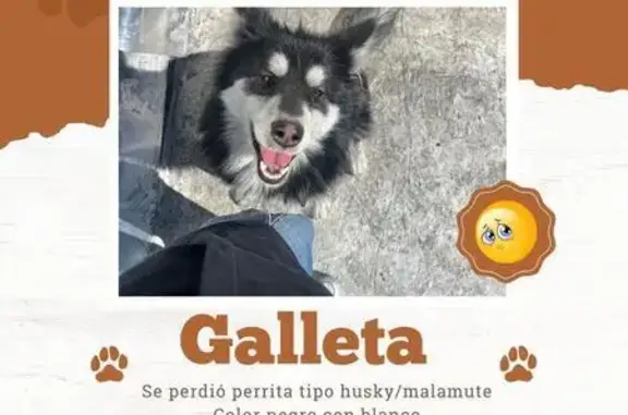 Animales perdidos , foto: Perro Perdido: Huesito/Malamute en Neza