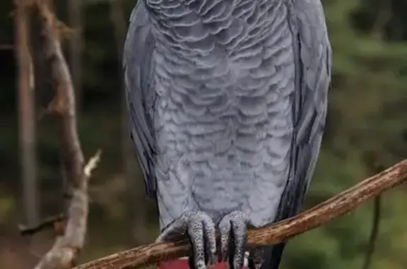 Perdu : Gris du Gabon à Nice, bagué - photo