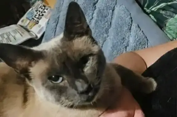 Lost pets Adelaide, photo: Lost Siamese Cat in Adelaide - Help Find!