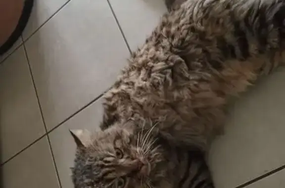 Chat perdu : marron/noir, blessé à l'oreille - photo