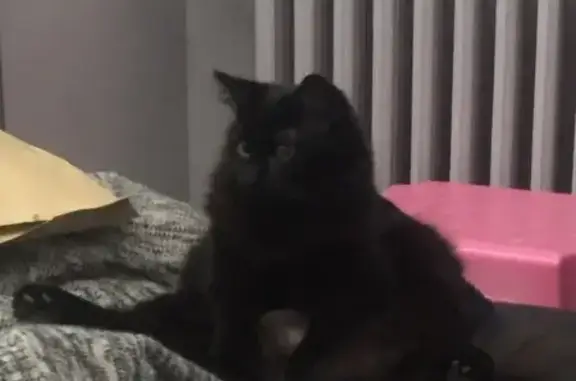 Animaux perdus , photo: Chatte noire perdue à Villers-Saint-Sépulcre