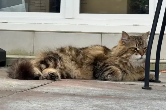 Chat perdu à Vélizy, poils mi-longs - photo