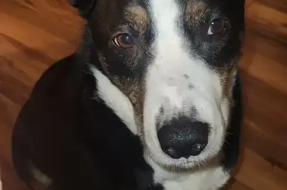 Lost Собака, Male, West Woodlawn Avenue, 502, Louisville - black with white chest - photo