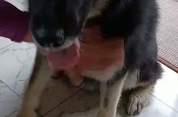 Found dog Bellevue, photo: Found собака, 142nd Place Southeast, 811B, Bellevue - female puppy with blue eyes