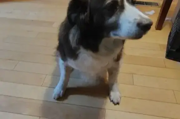 Lost Dog, Moab, Utah - Male Border Collie Mix - photo