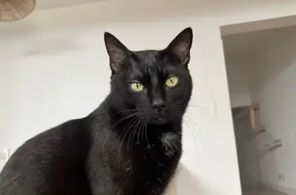 Animaux perdus , photo: Chat noir peureux perdu à Auch