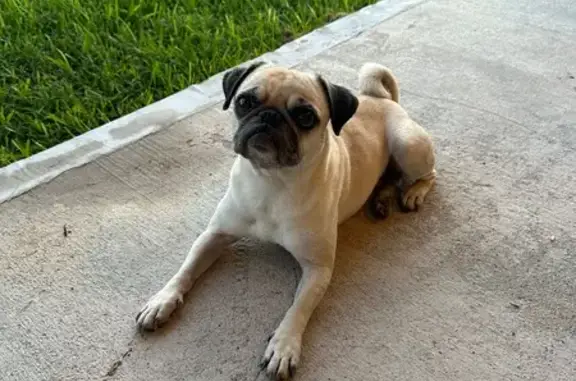 Lost собака, Appleridge Drive, 10003, Houston - fawn/tan female pug - photo