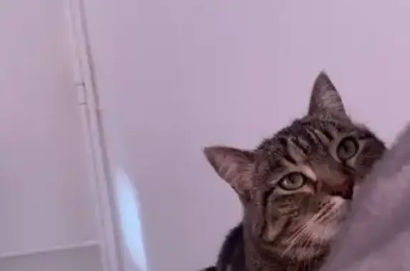 Chat perdu, , photo: Chatte tigrée perdue à Mont-Saxonnex