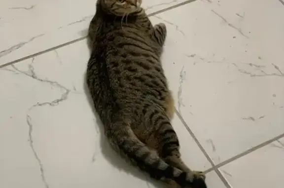 Lost Кошка Female, Hawks View Drive, La Marque, Houston - very skittish indoor cat - photo