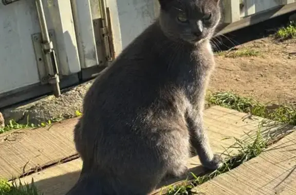 Chat perdu, , photo: Chat gris craintif perdu à Luitré-Dompierre