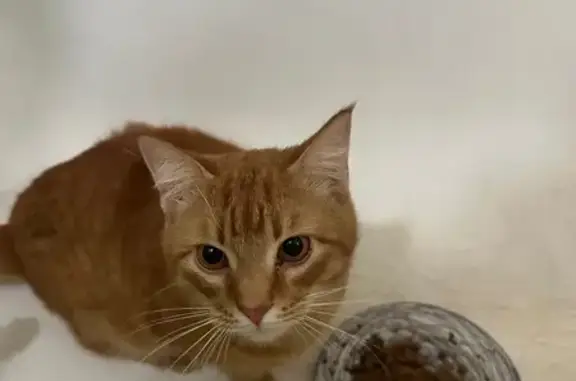 Знайдено кішку Київ, фото: Знайдено рудого кота на проспекті Миру