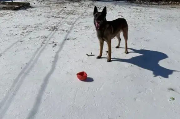 Lost Собака, Indian Hills Drive, Grand Prairie, Dallas - Black/Brown - photo