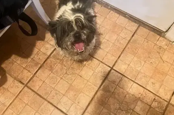 Found dog Bolingbroke, photo: Found Собака, Estes Road, 8747, Bolingbroke - brown black, no collar