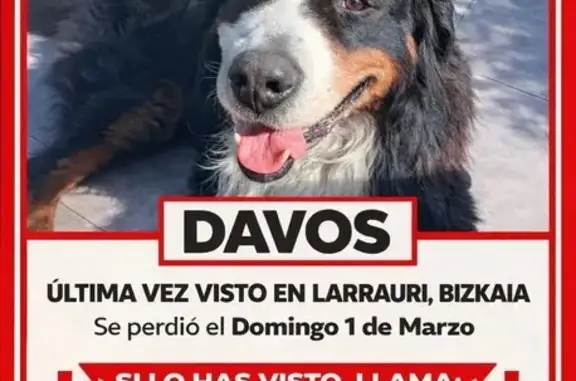 ¡Ayuda a Encontrar a Davos, Boyero Perdido!