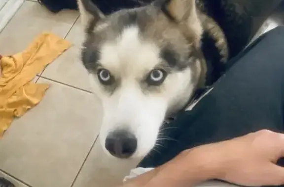 Lost Собака, Southwest 228th Terrace, 10732, Miami - white tip of tail - photo