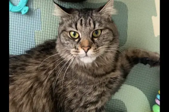Chatte tigrée disparue à Strasbourg - photo