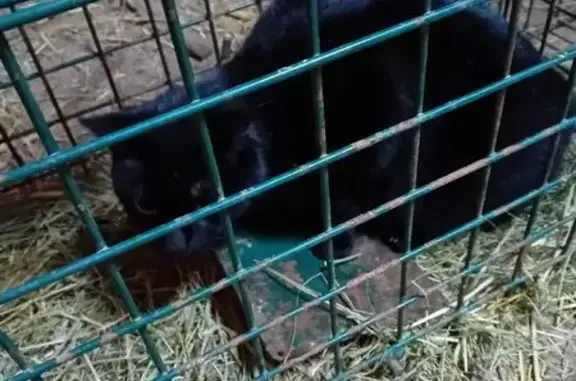 Animaux trouvés Mortrée, photo: Chat noir trouvé à Mortrée, route de Sées