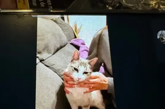 Gatita Juguetona y Cariñosa Bu...