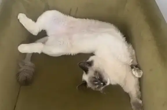 Missing cat , photo: Lost Ragdoll Cat: Clyde Street, Cumberland