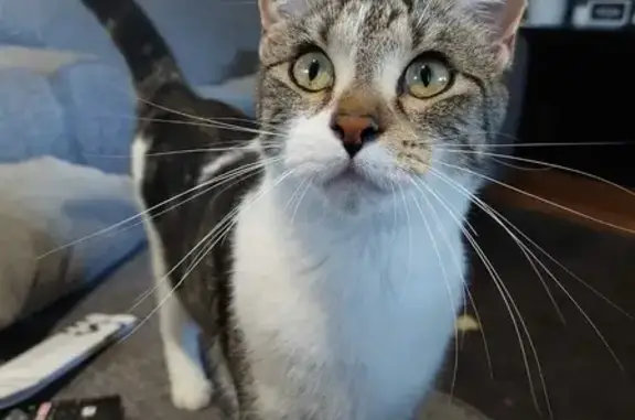 Timid Cat Lost Near Central Ave, Moreton