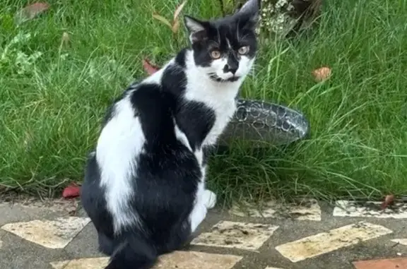 Animaux perdus , photo: Chat noir et blanc perdu à Griselles