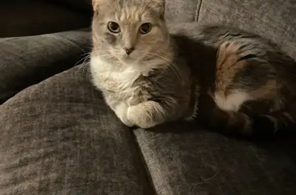 Lost кошка, Ozone Park, NY 11417, Farmingdale - white belly with brown spot - photo