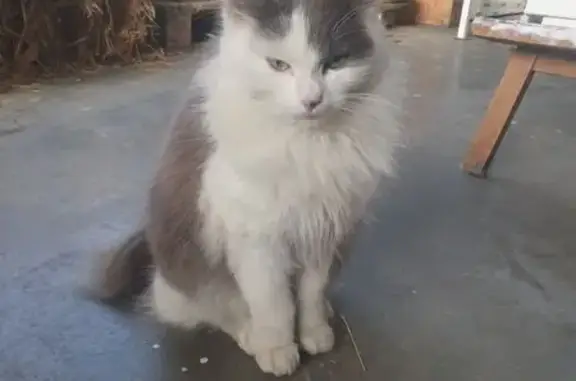 Animaux trouvés Castres-Gironde, photo: Chat trouvé Rue Carnot, Castres-Gironde