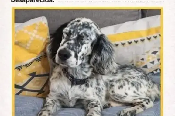 Perra Setter Inglés Perdida en Chilches
