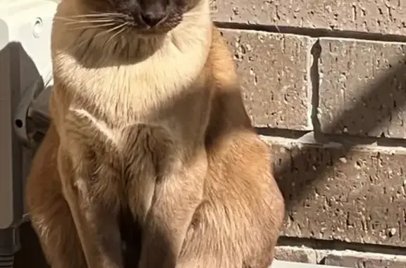 Missing cat Fraser Coast, photo: Lost Burmese Cat: Pink-Nosed & Missing