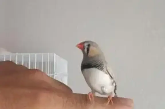 Ave Gris Claro Perdida en Bada...