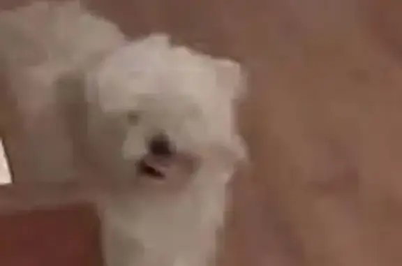 Lost Собака, North May Avenue, 6922, Oklahoma City - male shitzweenie pup - photo