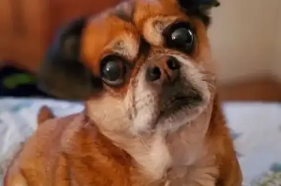 Missing dog Glen Carbon, photo: Lost Собака, Smola Woods Court, 130, Glen Carbon, North Las Vegas - 18-year-old, completely deaf