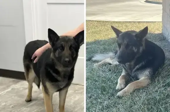 Found dog Grain Valley, photo: Found Собака Female, Northeast Mcquerry Road, 1060, Grain Valley - German shepherd