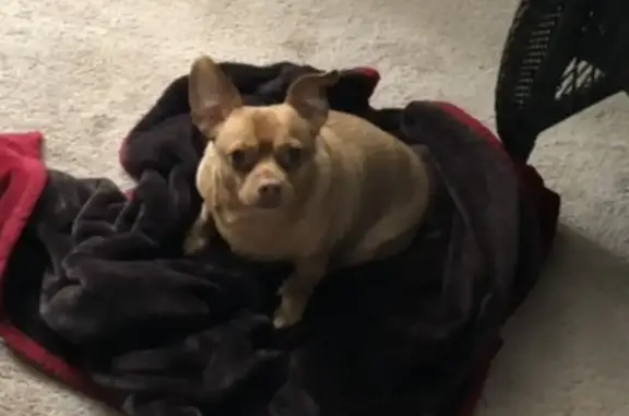 Lost Собака, Park Street, 645, Huntington - Chihuahua, red in color - photo