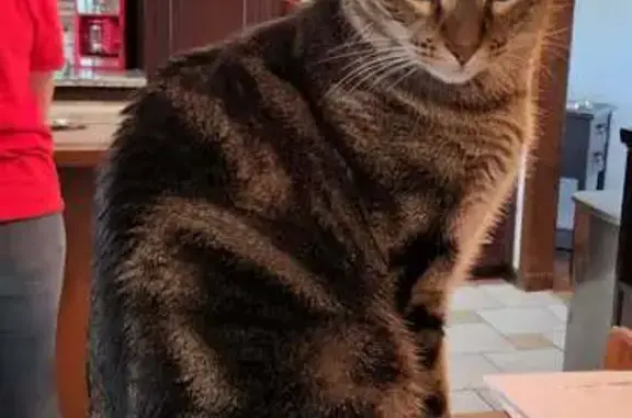 Missing cat Grandview, photo: Lost Кошка, Corrington Avenue, Grandview - gray with black stripes