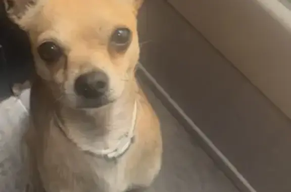 Lost Собака, East Oak Street, 404, Highlands - small brown chihuahua - photo