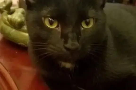 Lost Кошка, Rio Pinar Drive, 117, Centerville - black with a white patch - photo