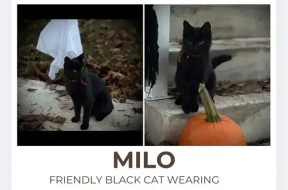 Lost Кошка, West 1st Street, 45, Hamilton - short haired neutered male - photo