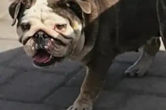 Lost Собака, Female, West Fillmore Street, Buckeye - English bulldog - photo