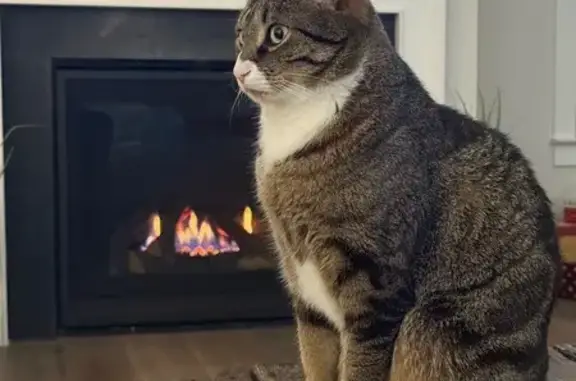 Lost Кошка, Luxury Lane, 740, Asheboro - триколорный табби, особые отметины - photo