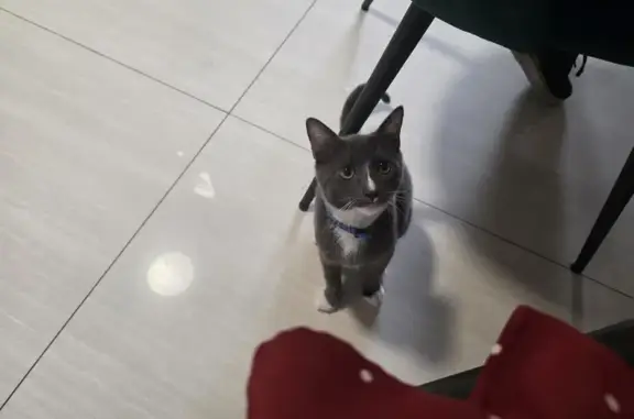 Missing cat Miami, photo: Lost Кошка, Male, Miami, Florida - Gris y blanco