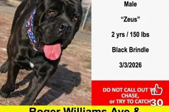 Lost Собака Male, Pontiac Avenue, 83, Providence - photo