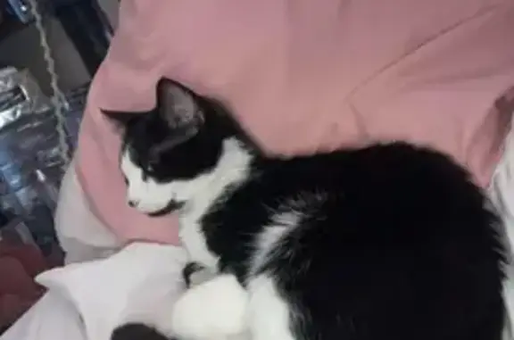 Lost Кошка, College Street South, Monmouth - small tuxedo female - photo