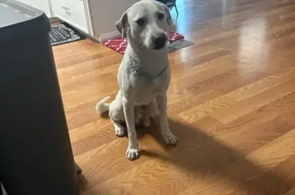 Found dog Hemet, photo: Found собака, West Florida Avenue, 3510, Hemet - white lab/mix, very friendly