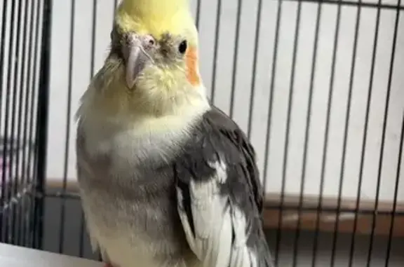 Ninfa Arlequín Perdida en Albalat: ¡Ayuda!