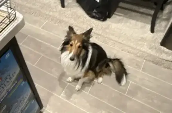 Lost Собака, Northwood Road, 271, Powderly - miniature sheltie - photo