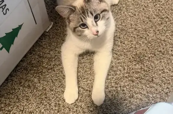 Lost Кошка, East 61st Street North, 216, Tulsa - blue eyes, white coat with tail pattern - photo