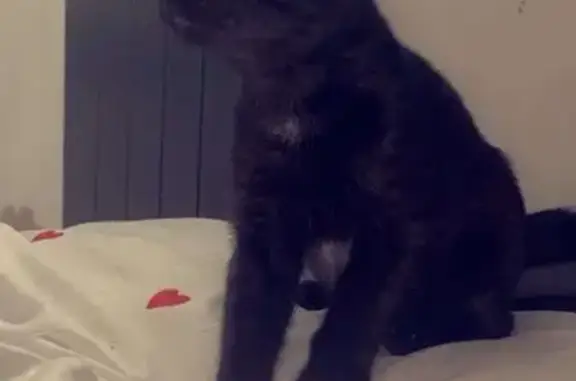 Chaton noir perdu, taches blanches, Girac - photo